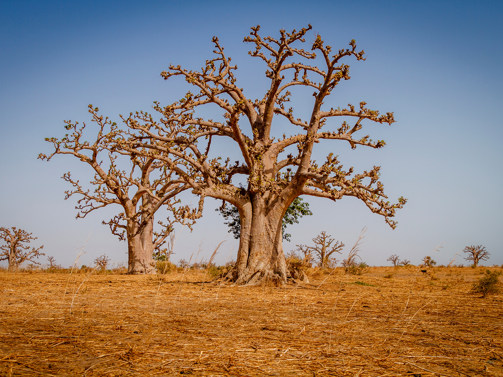 Baobab tree