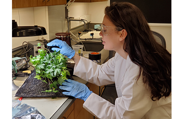 Team working in the lab