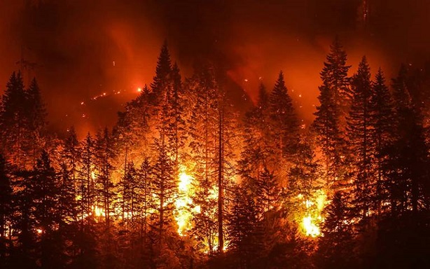color photo: forest on fire