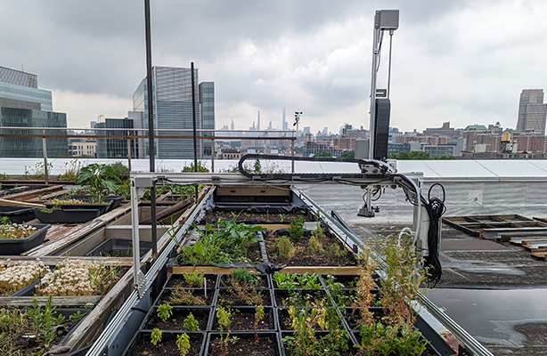 Elua Rooftop
