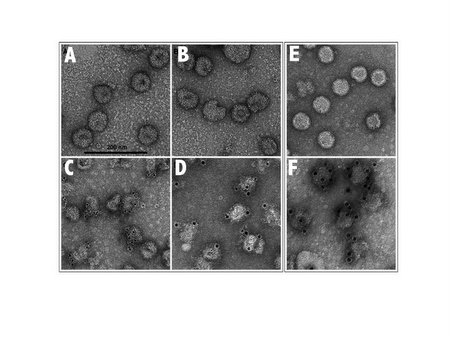 Paul Gottlieb Zika research Paul Gottlieb Zika research