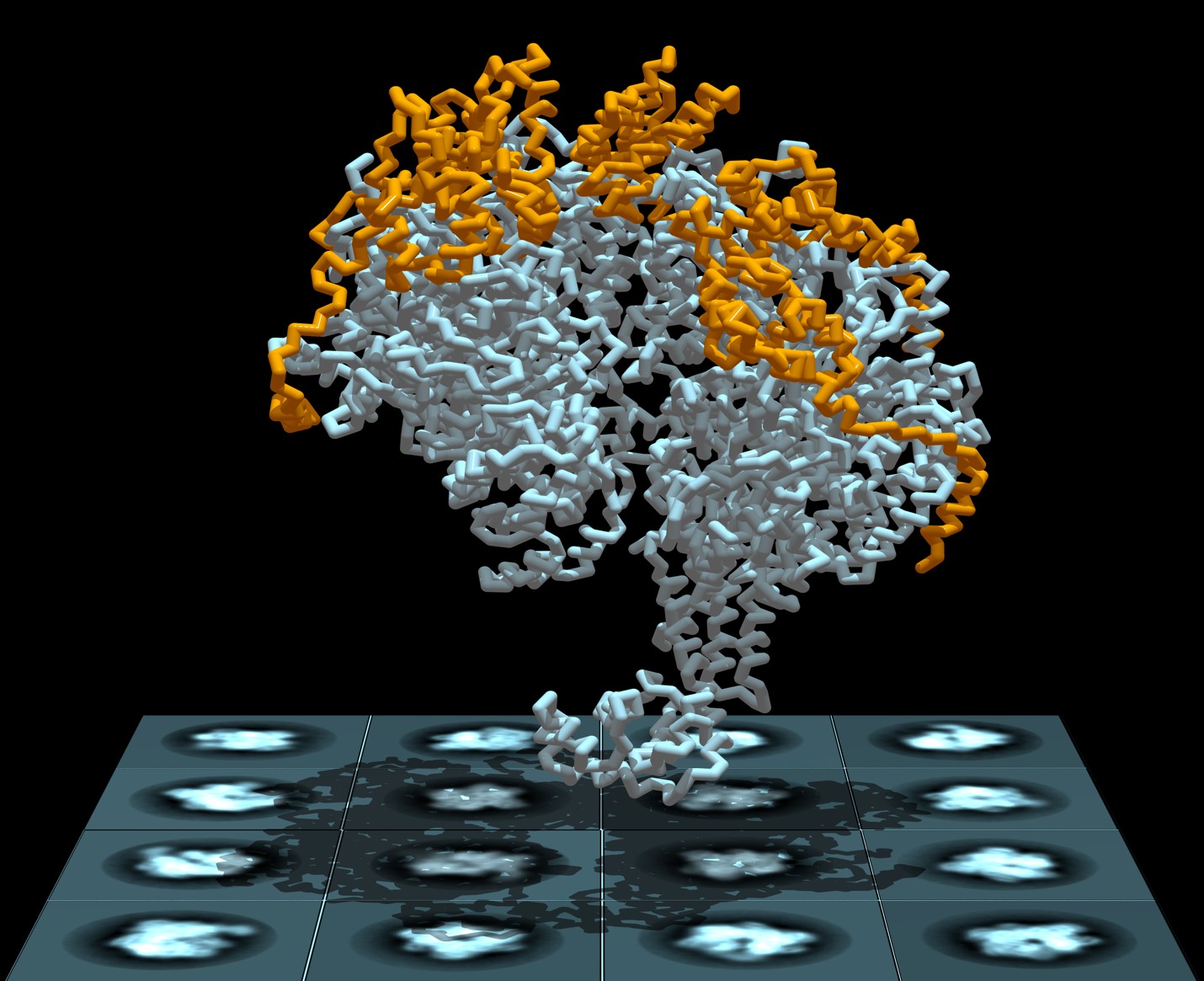 CCNY researchers identify mechanics of initiator in DNA replication ... Biology Diagrams