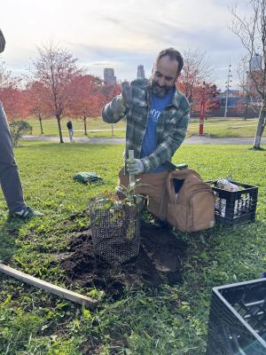 chestnut tree planting