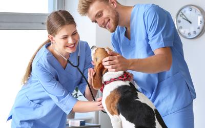 Two Veterinaries and a dog