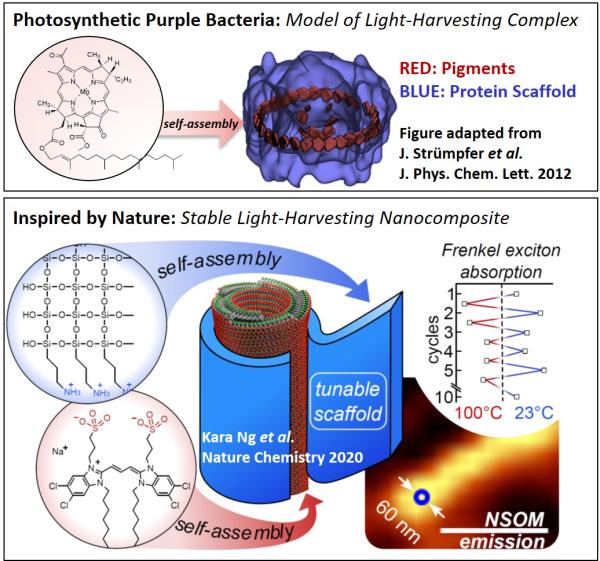 Dorthe Eisele Light Harvest Research