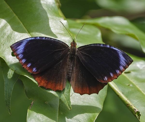 David Lohman Butterfly Mimicry Research