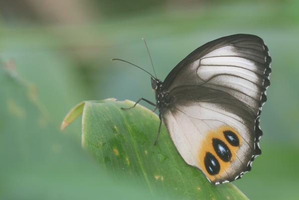 A Elymnias butterfly