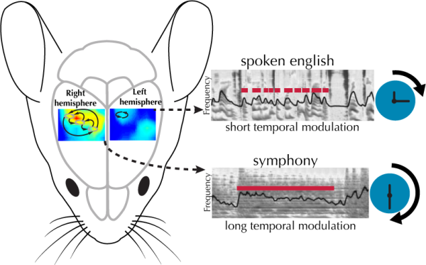 Hysell Oviedo temporal processing research
