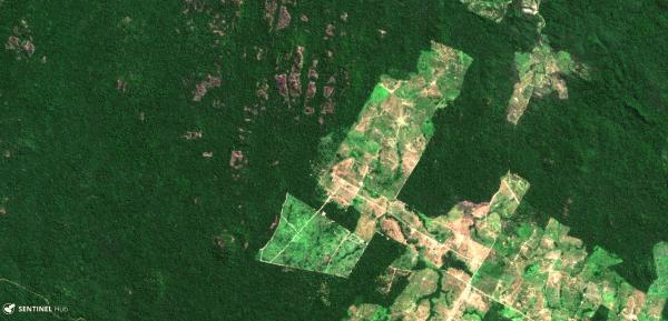 Ana Carnaval_Amazon deforestation research