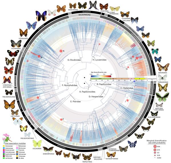 David Lohman Butterfly tree of life research