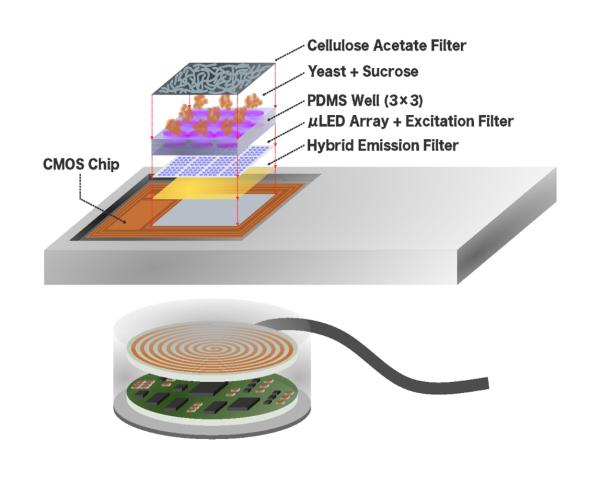 Engineered Microbial Sensors for Monitoring Per- and Polyfluoroalkyl Substances in Drinking Water
