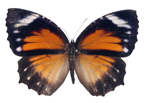 A female Elymnias hypermnestra tinctoria, one of the butterflies studied for its pigment  