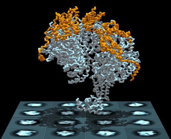 Research into mechanics of a helicase protein is helping scientists understand DNA replication process. Image credit: Jillian Chase and David Jeruzalmi
