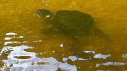 Snapping turtle