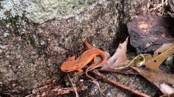 Salamander