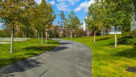 Campus green trees 