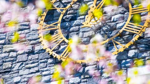 Harris Hall - Cherry Blossoms