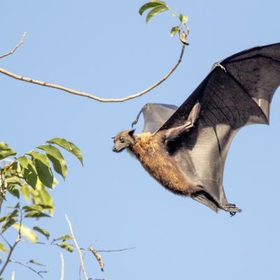A Pteropus giganteus flying fox