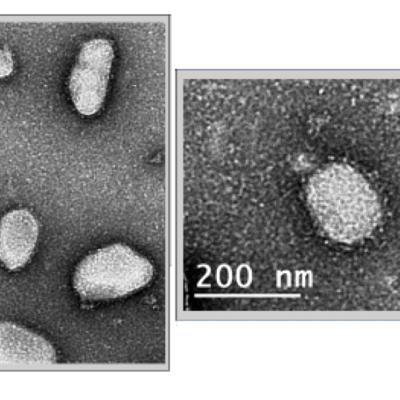 CCNY_TechnoVax Covid-19 vaccine research