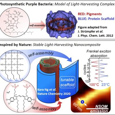 Dorthe Eisele Light Harvest Research