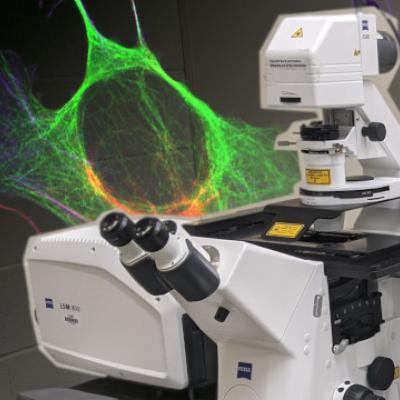 Light Microscopy