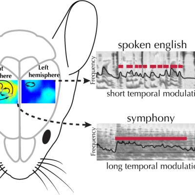 Hysell Oviedo temporal processing research 