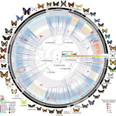 David Lohman Butterfly tree of life research