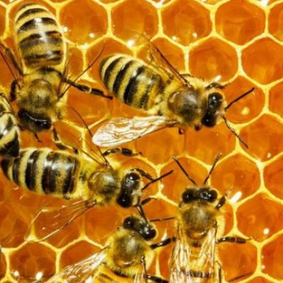 Solar Roofpod bees