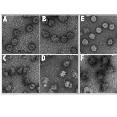 Paul Gottlieb Zika research