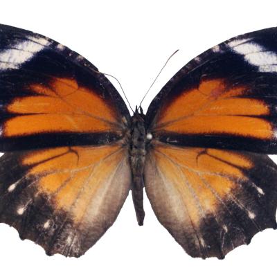 A female Elymnias hypermnestra tinctoria, one of the butterflies studied for its pigment  