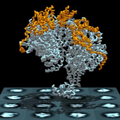 Research into mechanics of a helicase protein is helping scientists understand DNA replication process. Image credit: Jillian Chase and David Jeruzalmi