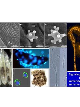 Govind lab research